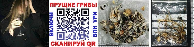 Псилоцибиновые грибы GOLDEN TEACHER Волчанск